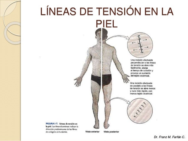 ANATOMÍA HUMANA II - CLASE 2 - DR F. FARFÁN