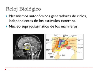 Reloj Biológico
   Mecanismos autonómicos generadores de ciclos,
    independientes de los estímulos externos.
   Núcleo supraquiasmático de los mamíferos.
 