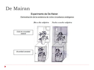 De Mairan
 