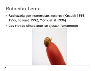Rotación Lenta
   Rechazada por numerosos autores (Knauth 1993,
    1995, Folkard 1992, Monk et al 1996)
   Los ritmos circadianos se ajustan lentamente
 