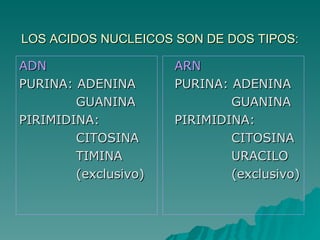 LOS ACIDOS NUCLEICOS SON DE DOS TIPOS: ADN PURINA: ADENINA GUANINA PIRIMIDINA: CITOSINA TIMINA (exclusivo)  ARN PURINA: ADENINA  GUANINA PIRIMIDINA: CITOSINA URACILO (exclusivo) 