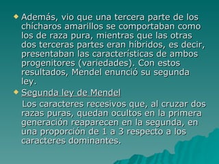 Además, vio que una tercera parte de los chícharos amarillos se comportaban como los de raza pura, mientras que las otras dos terceras partes eran híbridos, es decir, presentaban las características de ambos progenitores (variedades). Con estos resultados, Mendel enunció su segunda ley. Segunda ley de Mendel Los caracteres recesivos que, al cruzar dos razas puras, quedan ocultos en la primera generación reaparecen en la segunda, en una proporción de 1 a 3 respecto a los caracteres dominantes.  