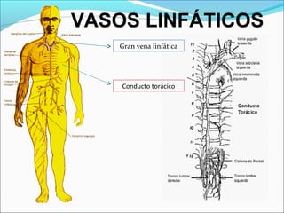 Las células linfoides pueden concentrarse en las
superficies mucosas y ofrecer defensa.
Se localiza en las paredes del t...