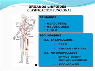 Autodefensa de los seres vivosAutodefensa de los seres vivos
(sistema inmunitario)(sistema inmunitario)
8
Organos
linforre...