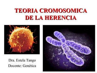 TEORIA CROMOSOMICA
      DE LA HERENCIA




Dra. Estela Tango
Docente: Genética
 