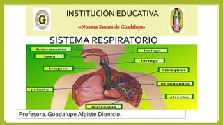 INSTITUCIÓN EDUCATIVA
“«Nuestra Señora de Guadalupe»
SISTEMA RESPIRATORIO
Profesora. Guadalupe Alpiste Dionicio.
 