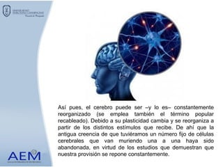 Así pues, el cerebro puede ser –y lo es– constantemente
reorganizado (se emplea también el término popular
recableado). Debido a su plasticidad cambia y se reorganiza a
partir de los distintos estímulos que recibe. De ahí que la
antigua creencia de que tuviéramos un número fijo de células
cerebrales que van muriendo una a una haya sido
abandonada, en virtud de los estudios que demuestran que
nuestra provisión se repone constantemente.
 