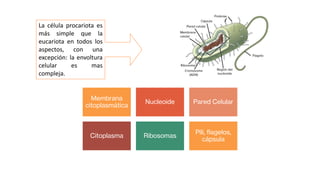ESTRUCTURAS EN CÉLULAS PROCARIOTAS
La célula procariota es
más simple que la
eucariota en todos los
aspectos, con una
excepción: la envoltura
celular es mas
compleja.
Membrana
citoplasmática
Nucleoide Pared Celular
Citoplasma Ribosomas
Pili, flagelos,
cápsula
 