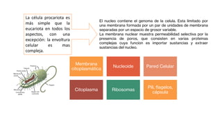 ESTRUCTURAS EN CÉLULAS PROCARIOTAS
La célula procariota es
más simple que la
eucariota en todos los
aspectos, con una
excepción: la envoltura
celular es mas
compleja.
Membrana
citoplasmática
Nucleoide Pared Celular
Citoplasma Ribosomas
Pili, flagelos,
cápsula
El nucleo contiene el genoma de la celula. Esta limitado por
una membrana formada por un par de unidades de membrana
separadas por un espacio de grosor variable.
La membrana nuclear muestra permeabilidad selectiva por la
presencia de poros, que consisten en varias proteinas
complejas cuya funcion es importar sustancias y extraer
sustancias del nucleo.
 