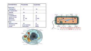 CÉLULA EUCARIONTE VS PROCARIONTE
 