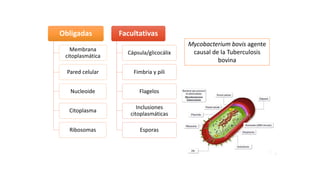 Obligadas
Membrana
citoplasmática
Pared celular
Nucleoide
Citoplasma
Ribosomas
Facultativas
Cápsula/glicocálix
Fimbria y pili
Flagelos
Inclusiones
citoplasmáticas
Esporas
Mycobacterium bovis agente
causal de la Tuberculosis
bovina
 