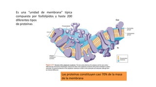 ESTRUCTURAS OBLIGADAS:
MEMBRANA CITOPLASMÁTICA
Es una “unidad de membrana” típica
compuesta por fosfolípidos y hasta 200
diferentes tipos
de proteínas
Las proteínas constituyen casi 70% de la masa
de la membrana
 