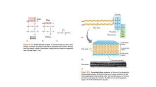 ESTRUCTURAS OBLIGADAS:
MEMBRANA CITOPLASMÁTICA
 