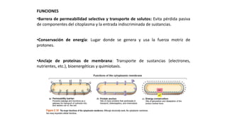 ESTRUCTURAS OBLIGADAS:
MEMBRANA CITOPLASMÁTICA
FUNCIONES
•Barrera de permeabilidad selectiva y transporte de solutos: Evita pérdida pasiva
de componentes del citoplasma y la entrada indiscriminada de sustancias.
•Conservación de energía: Lugar donde se genera y usa la fuerza motriz de
protones.
•Anclaje de proteínas de membrana: Transporte de sustancias (electrones,
nutrientes, etc.), bioenergéticas y quimiotaxis.
 