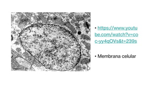 • https://www.youtu
be.com/watch?v=co
c-yy4qOVs&t=239s
• Membrana celular
 