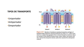 ESTRUCTURAS OBLIGADAS:
MEMBRANA CITOPLASMÁTICA
TIPOS DE TRANSPORTE
•Uniportador
•Antiportador
•Simportador
 