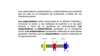 Los uniportadores, simportadores y antiportadores son proteínas
que se usan en el transporte de sustancias a través de una
membrana celular.
Los uniportadores están involucrados en la difusión facilitada y
funcionan al unirse a una molécula de sustrato a la vez para
moverla a favor de su gradiente de concentración. Los
simportadores y antiportadores participan en el transporte
activo. Los antiportadores transportan moléculas en direcciones
opuestas, mientras que los simportadores mueven moléculas en
la misma dirección.
 