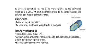 FUNCIONES
•Evitar el shock osmótico
•Responsable de forma y rigidez de la bacteria
OTRAS PROPIEDADES
•Toxicidad: Lípido A del LPS
•Actuar como antígeno: Polisacárido del LPS (antígeno somático),
ácidos teicoicos y lipoteicoicos.
•Barrera semipermeable: Porinas.
ESTRUCTURAS OBLIGADAS:
PARED CELULAR
La presión osmótica interna de la mayor parte de las bacterias
varia de 5 a 20 ATM, como consecuencia de la concentración de
solutos por medio del transporte.
 