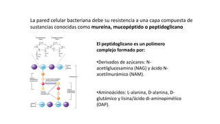 ESTRUCTURAS OBLIGADAS:
PARED CELULAR: PEPTIDOGLICANO
La pared celular bacteriana debe su resistencia a una capa compuesta de
sustancias conocidas como mureína, mucopéptido o peptidoglicano
El peptidoglicano es un polímero
complejo formado por:
•Derivados de azúcares: N-
acetilglucosamina (NAG) y ácido N-
acetilmurámico (NAM).
•Aminoácidos: L-alanina, D-alanina, D-
glutámico y lisina/ácido di-aminopimélico
(DAP).
 