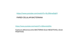 https://www.youtube.com/watch?v=bDew4uAj1Ao
Cuál es la diferencia entre BACTERIAS Gram NEGATIVAS y Gram
POSITIVAS
https://www.youtube.com/watch?v=XLrD6maGq6Y
PARED CELULAR BACTERIANA
 