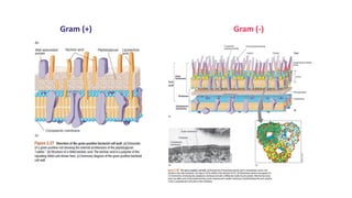 ESTRUCTURAS OBLIGADAS:
PARED CELULAR: GRAM POSITIVAS Y NEGATIVAS
Gram (+) Gram (-)
 