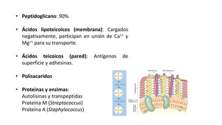 COMPONENTES ESPECIALES DE LAS PAREDES CELULARES
DE BACTERIAS GRAMPOSITIVAS
• Peptidoglicano: 90%.
• Ácidos lipoteicoicos (membrana): Cargados
negativamente, participan en unión de Ca++ y
Mg++ para su transporte.
• Ácidos teicoicos (pared): Antígenos de
superficie y adhesinas.
• Polisacaridos
• Proteínas y enzimas:
Autolisinas y transpeptidas
Proteína M (Streptococcus)
Proteína A (Staphylococcus)
 