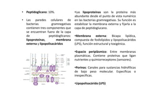 • Peptidoglicano: 10%.
• Las paredes celulares de
bacterias gramnegativas
contienen tres componentes que
se encuentran fuera de la capa
de peptidoglIcanos:
lipoproteínas, membrana
externa y lipopolisacáridos
COMPONENTES ESPECIALES DE LAS PAREDES CELULARES
DE BACTERIAS GRAMNEGATIVAS
•Las lipoproteínas son la proteína más
abundante desde el punto de vista numérico
en las bacterias gramnegativas. Su función es
estabilizar la membrana externa y fijarla a la
capa de peptidoglucano.
•Membrana externa: Bicapa lipídica,
compuesta de fosfolípidos y lipopolisacáridos
(LPS), función estructural y toxigénica.
•Espacio periplásmico: Entre membranas
plasmáticas. Contiene proteínas que ligan
nutrientes y quimiorreceptores (sensores).
•Porinas: Canales para sustancias hidrofílicas
de bajo peso molecular. Específicas o
inespecíficas.
•Lipopolisacárido (LPS)
 