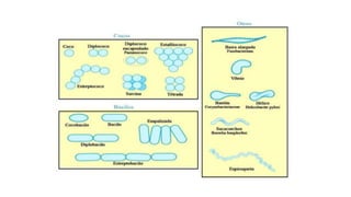 PARED CELULAR: MORFOLOGÍA BACTERIANA
 