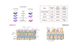 FROTIS Y TINCIONES: TINCIÓN DE GRAM
Pasos
Tiempo
(min)
Gram
positivas
(color)
Gram
Negativas
(color)
Cristal Violeta 1 min Violeta Violeta
Yodo 1 min Violeta Violeta
Alcohol
10-30
seg
Violeta Incoloras
Safranina 1 min Violeta
Rosa a
rojo
Gram (+)
Gram (-)
 