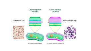 ESTRUCTURAS OBLIGADAS:
PARED CELULAR GRAM POSITIVAS Y NEGATIVAS
Escherichia coli Bacillus anthracis
 