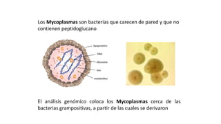 ESTRUCTURAS OBLIGADAS:
PARED CELULAR MYCOPLASMAS
Los Mycoplasmas son bacterias que carecen de pared y que no
contienen peptidoglucano
El análisis genómico coloca los Mycoplasmas cerca de las
bacterias grampositivas, a partir de las cuales se derivaron
 