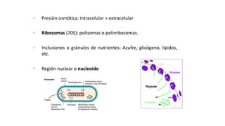 ESTRUCTURAS OBLIGADAS:
CITOPLASMA
• Presión osmótica: intracelular > extracelular
• Ribosomas (70S): polisomas o polirribosomas.
• Inclusiones o gránulos de nutrientes: Azufre, glicógeno, lípidos,
etc.
• Región nuclear o nucleoide
 
