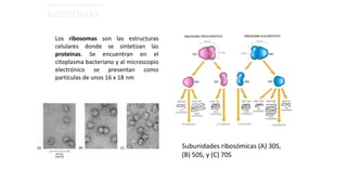 ESTRUCTURAS OBLIGADAS:
RIBOSOMAS
Los ribosomas son las estructuras
celulares donde se sintetizan las
proteínas. Se encuentran en el
citoplasma bacteriano y al microscopio
electrónico se presentan como
partículas de unos 16 x 18 nm
Subunidades ribosómicas (A) 30S,
(B) 50S, y (C) 70S
 