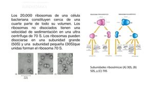 ESTRUCTURAS OBLIGADAS:
RIBOSOMAS
Subunidades ribosómicas (A) 30S, (B)
50S, y (C) 70S
Los 20,000 ribosomas de una célula
bacteriana constituyen cerca de una
cuarte parte de todo su volumen. Los
ribosomas no disociados tienen una
velocidad de sedimentación en una ultra
centrífuga de 70 S. Los ribosomas pueden
disociarse en una subunidad grande
(50S) y una subunidad pequeña (30S)que
unidas forman el ribosoma 70 S.
 