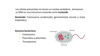 ESTRUCTURAS OBLIGADAS:
REGIÓN NUCLEAR O NUCLEOIDE
Nucleoide: Cromosoma condensado, generalmente circular y único
(haploides).
Genoma bacteriano:
• Cromosoma
• Plasmidios o plásmidos
• Transposones
Las células procariotas no tienen un núcleo verdadero; almacenan
su DNA en una estructura conocida como nucleoide
 