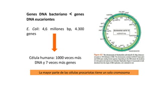 ESTRUCTURAS OBLIGADAS:
CROMOSOMA
Genes DNA bacteriano < genes
DNA eucariontes
E. Coli: 4,6 millones bp, 4.300
genes
Célula humana: 1000 veces más
DNA y 7 veces más genes
La mayor parte de las células procariotas tiene un solo cromosoma
 