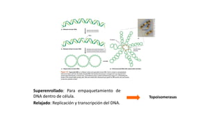 ESTRUCTURAS OBLIGADAS:
CROMOSOMA
Superenrollado: Para empaquetamiento de
DNA dentro de célula.
Relajado: Replicación y transcripción del DNA.
Topoisomerasas
 