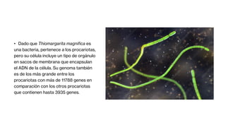 • Dado que Thiomargarita magnifica es
una bacteria, pertenece a los procariotas,
pero su célula incluye un tipo de orgánulo
en sacos de membrana que encapsulan
el ADN de la célula. Su genoma también
es de los más grande entre los
procariotas con más de 11788 genes en
comparación con los otros procariotas
que contienen hasta 3935 genes.
 