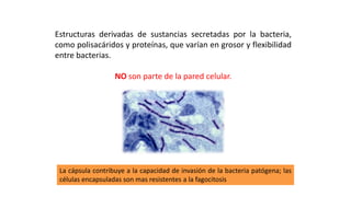 ESTRUCTURAS FACULTATIVAS:
CÁPSULA Y CAPAS SUPERFICIALES
Estructuras derivadas de sustancias secretadas por la bacteria,
como polisacáridos y proteínas, que varían en grosor y flexibilidad
entre bacterias.
NO son parte de la pared celular.
La cápsula contribuye a la capacidad de invasión de la bacteria patógena; las
células encapsuladas son mas resistentes a la fagocitosis
 