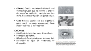ESTRUCTURAS FACULTATIVAS:
CÁPSULA Y CAPAS SUPERFICIALES
• Cápsula: Cuando está organizada en forma
de matriz gruesa, que no permite la entrada
de pequeñas moléculas, ejemplo con tinta
china. Tiene mayor fijación a la pared celular.
• Capa mucosa: Cuando no está organizada
como matriz, es menos condensada. Tiene
menor fijación a la pared celular.
FUNCIONES
• Fijación de la bacteria a superficies sólidas.
• Formación de biofilm.
• Dificultan la fagocitosis (menor acceso a Ag)
• Reservorio de agua en condiciones de
desecación
 