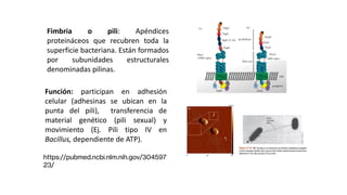 ESTRUCTURAS FACULTATIVAS:
FIMBRIA O PILI
Fimbria o pili: Apéndices
proteináceos que recubren toda la
superficie bacteriana. Están formados
por subunidades estructurales
denominadas pilinas.
Función: participan en adhesión
celular (adhesinas se ubican en la
punta del pili), transferencia de
material genético (pili sexual) y
movimiento (Ej. Pili tipo IV en
Bacillus, dependiente de ATP).
https://pubmed.ncbi.nlm.nih.gov/304597
23/
 