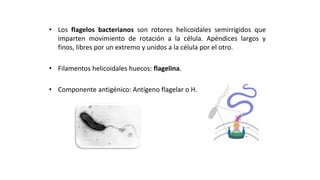 ESTRUCTURAS FACULTATIVAS:
MOVIMIENTO BACTERIANO: FLAGELOS
• Los flagelos bacterianos son rotores helicoidales semirrígidos que
imparten movimiento de rotación a la célula. Apéndices largos y
finos, libres por un extremo y unidos a la célula por el otro.
• Filamentos helicoidales huecos: flagelina.
• Componente antigénico: Antígeno flagelar o H.
 