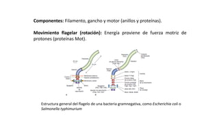 Componentes: Filamento, gancho y motor (anillos y proteínas).
Movimiento flagelar (rotación): Energía proviene de fuerza motriz de
protones (proteínas Mot).
ESTRUCTURAS FACULTATIVAS:
MOVIMIENTO BACTERIANO: FLAGELOS
Estructura general del flagelo de una bacteria gramnegativa, como Escherichia coli o
Salmonella typhimurium
 