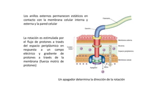 ESTRUCTURAS FACULTATIVAS:
MOVIMIENTO BACTERIANO: FLAGELOS
La rotación es estimulada por
el flujo de protones a través
del espacio periplásmico en
respuesta a un campo
eléctrico y gradiente de
protones a través de la
membrana (fuerza motriz de
protones)
Un apagador determina la dirección de la rotación
Los anillos externos permanecen estáticos en
contacto con la membrana celular interna y
externa y la pared celular
 