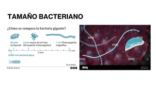 TAMAÑO BACTERIANO
 