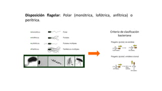 ESTRUCTURAS FACULTATIVAS:
MOVIMIENTO BACTERIANO: FLAGELOS
Disposición flagelar: Polar (monótrica, lofótrica, anfítrica) o
perítrica.
Criterio de clasificación
bacteriana
 