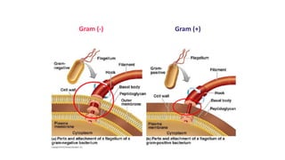 ESTRUCTURAS FACULTATIVAS:
MOVIMIENTO BACTERIANO: FLAGELOS
Gram (+)
Gram (-)
 