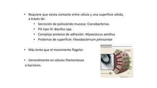 • Requiere que exista contacto entre célula y una superficie sólida,
a través de:
• Secreción de poliscárido mucoso: Cianobacterias.
• Pili tipo IV: Bacillus spp.
• Complejo proteico de adhesión: Myxococcus xanthus
• Proteínas de superficie: Flavobacterium johnsoniae
• Más lento que el movimiento flagelar.
• Generalmente en células filamentosas
o bacilares.
ESTRUCTURAS FACULTATIVAS:
MOVIMIENTO BACTERIANO: DESLIZAMIENTO
 