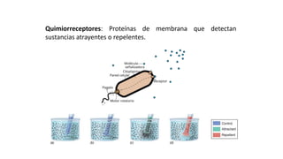 Quimiorreceptores: Proteínas de membrana que detectan
sustancias atrayentes o repelentes.
ESTRUCTURAS FACULTATIVAS:
MOVIMIENTO BACTERIANO: TACTISMOS MICROBIANOS
 
