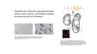 ESTRUCTURAS FACULTATIVAS:
INCLUSIONES CELULARES
Depósitos de sustancias, que generalmente
actúan como reserva, acumulados cuando
al exceso de ellos en la bacteria.
 